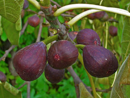 Live Plant Fig Tree - &#39;Texas Everbearing&#39; - Fruiting Fig Tree - Ficus Carica - £32.29 GBP