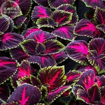 Kong Red Giant Coleus Herbs Seeds 20 Seeds Garden Mosquito Repellent Plant - $6.99