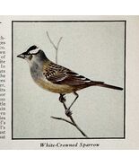 White Crowned Sparrow Bird Print 1931 Blue Book Birds Of America Art PCB... - €17,16 EUR