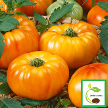 HSeeds 50 Seeds Chef&#39;S Choice Striped Tomato Juicy Tomatoe Vegetable Garden Edib - £4.02 GBP