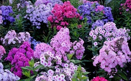 100 Seeds Phlox Creeping Perennial Ground Cover Twinkle Mix - $6.85