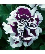 PowerOn 30+ Pirouette Purple Doouble Ruffled Petunia Grandiflora Flower ... - £5.85 GBP