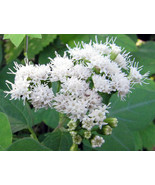 SHIPPED FROM US 400 Ageratina Altissima Chocolate Joe Pye Weed Seed, BR07 - £22.15 GBP