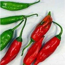 Diente De Perro Hot Pepper  10 Seeds  Garden Beautiful USA SELLER - £4.51 GBP