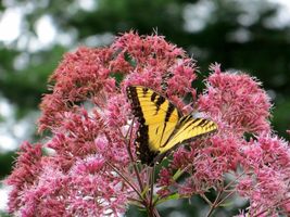 SHIPPED FROM US 40,000 Sweet Joe Pye Weed A butterfly favorite Seeds, ZG09 - £9,748.94 GBP