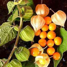 Physalis Peruviana Cape Gooseberry Peruvian Ground Cherrypohaberry 100 Seeds - £13.82 GBP