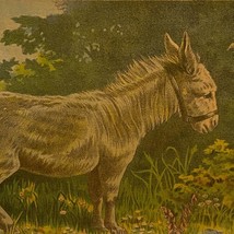 Sarica Coffee Trade Card Donkey Tracy &amp; Avery Mansfield Ohio Vintage Print - $4.94