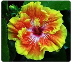 Tahitian Sunset Splendor Small Rooted Exotic Tropical Hibiscus Starter Plant Bea - $57.98