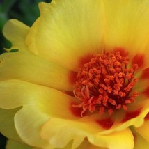 New Fresh Seeds 100 Yellow Portulaca Moss Rose Portulaca Grandiflora Succulent F - £12.22 GBP