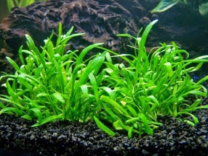 LILAEOPSIS NOVAEZELANDIAE 1 BUNCH - Aquatic Live Plants  SUPER PRICE!!!!! - $4.45