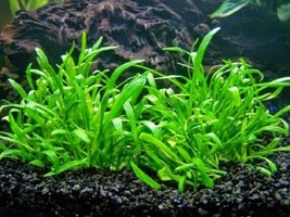 LILAEOPSIS NOVAEZELANDIAE 1 BUNCH - Aquatic Live Plants  SUPER PRICE!!!!! - £3.51 GBP