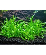 LILAEOPSIS NOVAEZELANDIAE 1 BUNCH - Aquatic Live Plants  SUPER PRICE!!!!! - €3,80 EUR