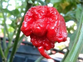 KBS 100 Carolina Reaper Chili Pepper Seeds World Record Peppers Vegetabl... - $11.12