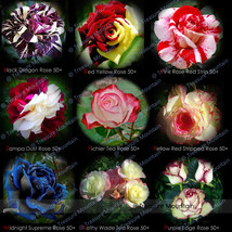 RJ 9 Professional Packs, 50 seeds / pack, New Midnight Supreme Rose Pink Rose Re - £8.45 GBP