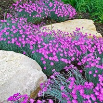 10 Wholesale Perennial Dianthus &#39;Firewitch&#39; Pinks-Cheddar Plants Flowers... - £54.27 GBP