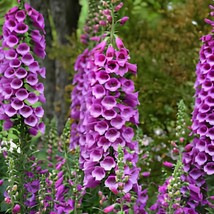 200 Seeds Purple Foxglove Flowers - £7.89 GBP