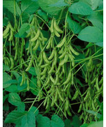 SEPTH &quot;&quot;Be Sweet&quot;&quot; Japanese Edamame Soy Bean Seeds | Usa Chinese Asian V... - $3.99