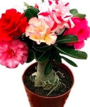 5PCS Adenium Seeds Red Colorful Double Flowers - $5.68