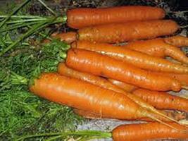 Carrot, Little Fingers Seeds, Non-GMO, 25+ Seeds - £2.36 GBP