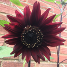 Black Magic&#39; Almost Black Red Ornamental Sunflowers - 15 Seeds - £5.47 GBP