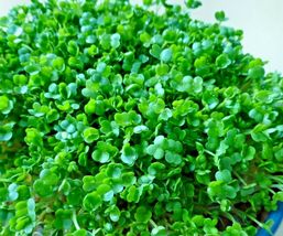 120,000+ Seed CHIA Organic U.S.Grown SUPERFOOD Sprouts Microgreens Herbs Tea - $27.50