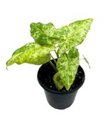 Alocasia Blizzard, 4 inch, Marble Variegated Splash Very Rare Elephant Ear - £41.99 GBP