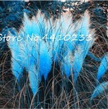 500 pcs Pampas Grass Seeds - Sky Blue Color FRESH SEEDS - £7.98 GBP