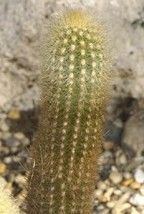 BStore 20 Seeds Store Haageocereus Chrysostele Cereus Columnar Cacti Pil... - $15.08