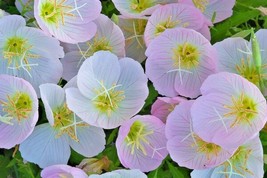 FA Store 500 Showy Mexican Evening Primrose Seeds Groundcover Flower - £6.93 GBP