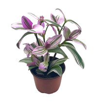 Pink Tradescantia Nanouk, Variegated Wandering Jew, Exclusive 4 inch - £29.25 GBP