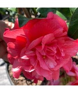 Camellia Japonica Kumasaka Japanese Camellia 1 Gallon Pot Live Plant Pla... - $1,302.65 CAD