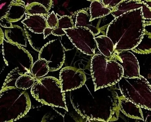 Fresh 50+ Seeds Black Coleus Flowers Grown In Usa Garden - £8.77 GBP