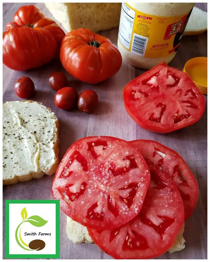 50 Seeds Mater Sandwich Tomato Vegetable Fast US Shipping - £7.54 GBP