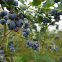 Blueberry Bush Vaccinium Corymbosum - 50 Seeds - £4.75 GBP