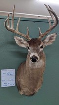 Whitetail Deer Real Antler Deer Taxidermy Mount - £983.64 GBP