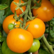 New Seeds Aunt Gerties Gold Tomato Seeds 5 Pack Vibrant Golden Tomatoes Perfect  - $7.77