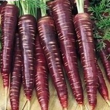 HGBO 350 Seeds Cosmic Purple Carrot Seeds Fresh Fresh Harvest For 2024 Gardens F - $8.72