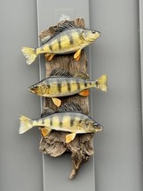 Beautiful Perch Fish Taxidermy Wall Mount Art Wildlife - £334.43 GBP