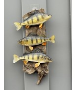 Beautiful Perch Fish Taxidermy Wall Mount Art Wildlife - £334.24 GBP