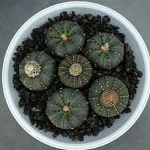 Exotic Cactus Seeds Frailea Castanea Nitens - 10 Quality Seeds for Succulent Ent - £6.32 GBP
