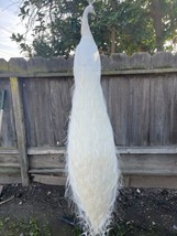 Museum Quality White PEACOCK Taxidermy Mount - Sku JOEL22 - $3,500.00