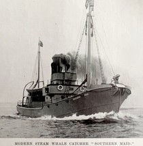 Whaling Ship Southern Maid 1926 Nautical Antique Print Whale Hunting DWW4B - £6.75 GBP