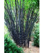 50 Tropical Black Bamboo Seeds Privacy Clumping Shade Screen - $13.98