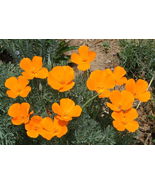 500 CALIFORNIA POPPY ORANGE Seeds Eschscholzia Californica Flower Seed - $14.78