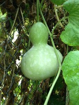 Vpf Birdhouse Gourd Seeds 10 Ct Garden Heirloom NON-GMO Usa Seller - £2.14 GBP