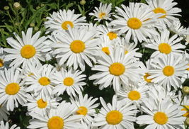 1000 Dwarf Shasta Daisy Flower Seeds Chrysanthemum Silver Princess Seed - £13.29 GBP