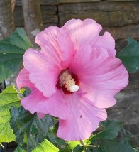 1 Rose of Sharon Bush &quot;Pink&quot;, 15+inch, Fast Growing Flowering Shrub for Gardens - £15.10 GBP