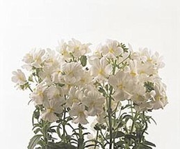 Nemesia Poetry Series White Annual Seeds - £17.28 GBP