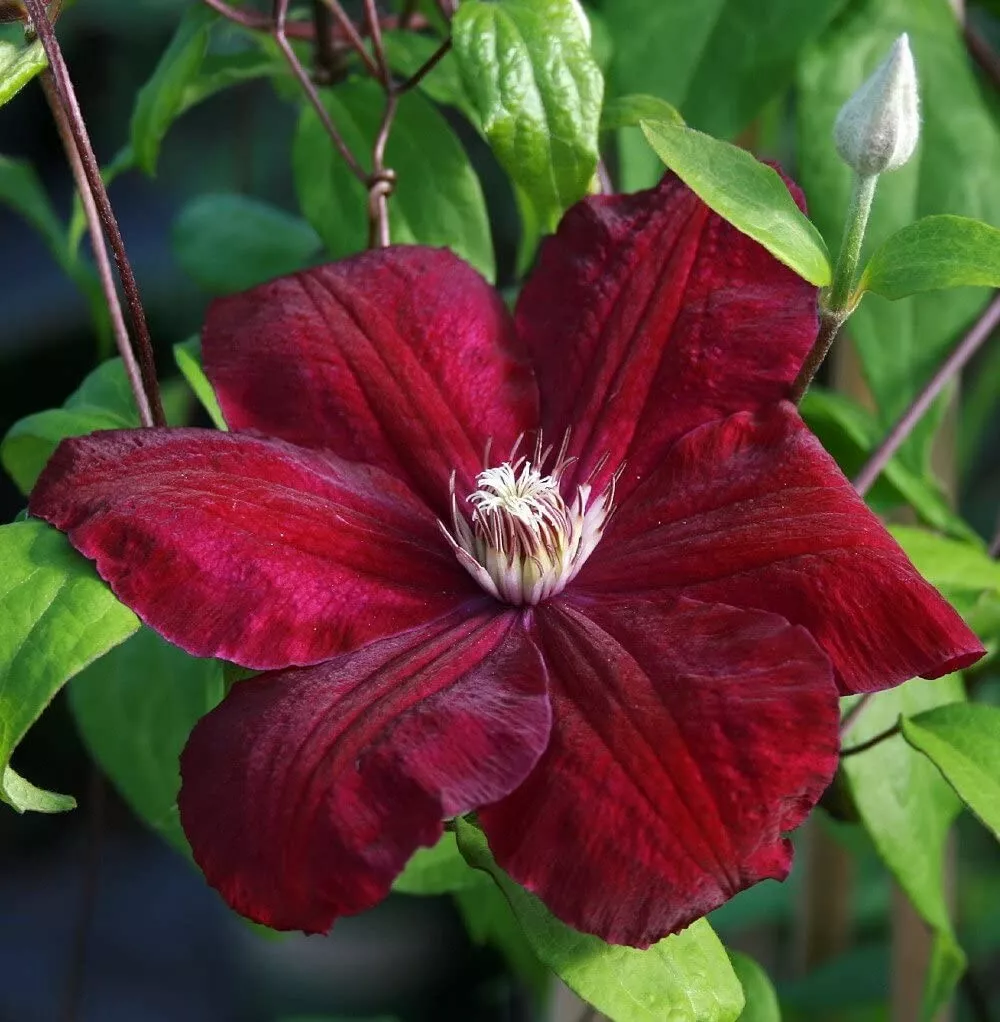 2.5&quot; Pot Garden Velvety Crimson Flowers Clematis Red Cardinal Vine Live ... - $55.80