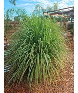 5 Live Plants Lemongrass Stalks – Healthy Organic Cymbopogon Herb Plants - $26.99